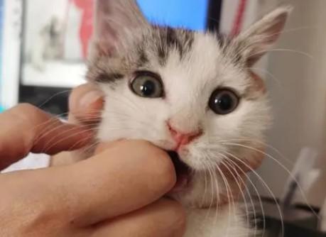 猫咪手肿了什么情况-图1