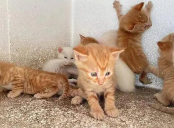 猫咪寿命多少年?-图1