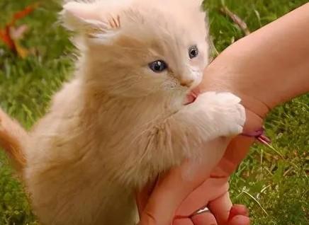 猫咪睡觉肚子朝天代表什么-图1