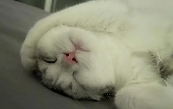 猫咪睡觉喜欢把头歪着-图1