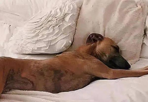 狗狗为什么躺在床上睡觉呢-图1