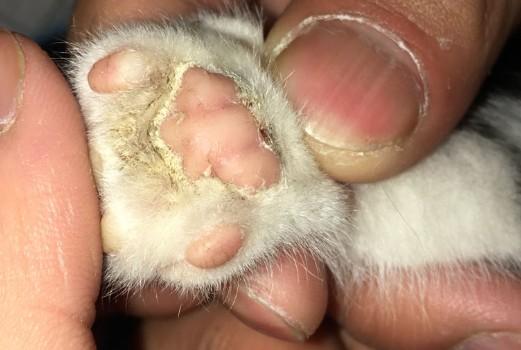 猫咪手突然一只前爪瘸了-图1