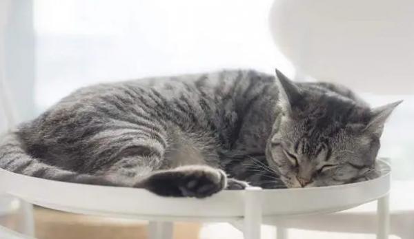 猫咪睡姿位置透露出它有多喜欢你-1