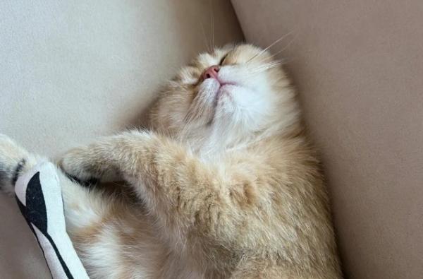 猫咪睡觉打鼾正常吗-图1
