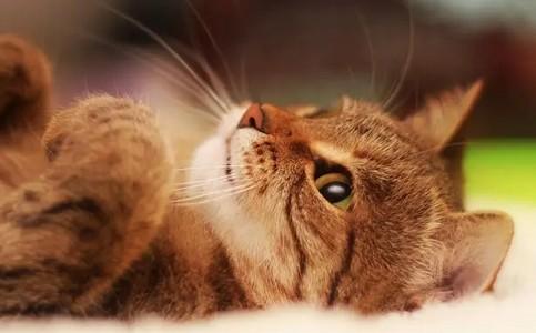 猫咪死前会希望主人抱吗-图1