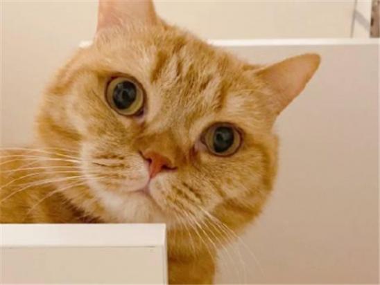 猫咪寿命一般多少年-图1