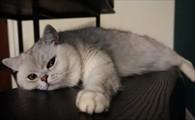 猫咪生病趴姿图解-图1
