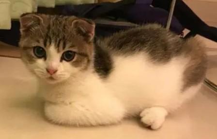 猫咪特别爱你的表现-图1