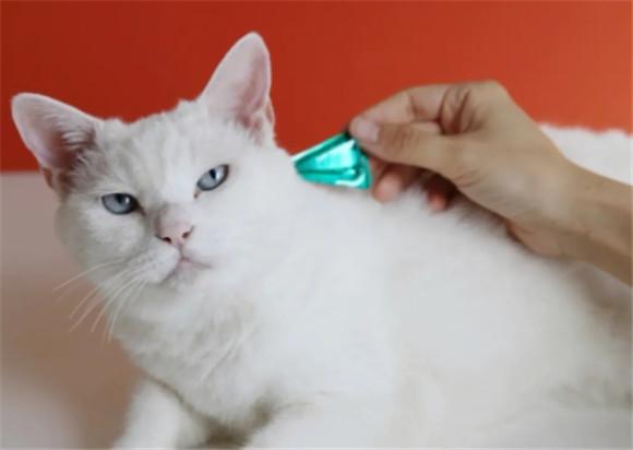猫咪体外驱虫药用多了会怎么样-图1