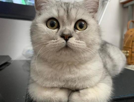 猫咪竖尾巴是什么意思-图1