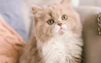 猫咪睡觉不发出呼噜噜声音