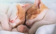 猫咪生完宝宝后恶露要排多久呢？-1