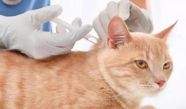 猫咪体外驱虫药弄到毛上怎么办-图1