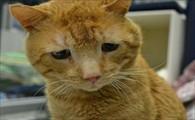 猫咪身上有黄褐色结痂图片-图1