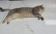 猫咪肾脏受损5大征兆-图1