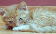 猫咪生病时的睡姿-图1