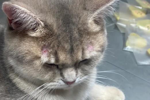 家养宠物猫被抓出血了需要打针吗-图1