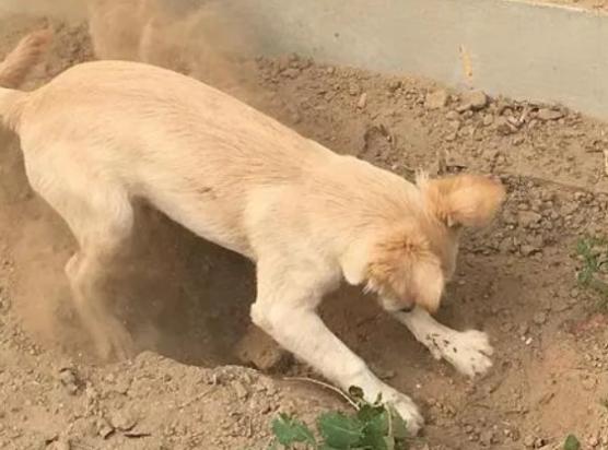 狗狗为什么后腿刨土