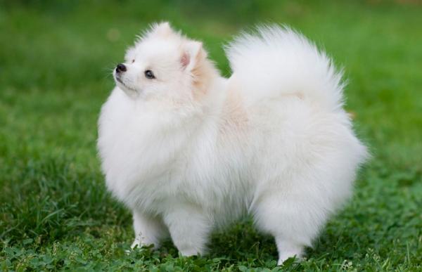 白色长毛中型犬是什么狗狗图片-图1