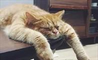 猫咪神经受损怎么治疗-图1