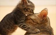 猫咪生产后耳朵发烫-图1