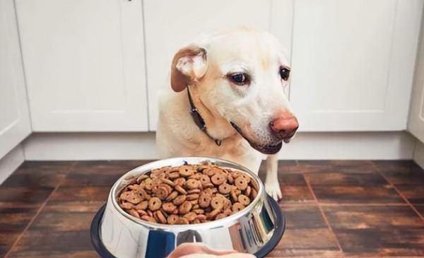 改变狗狗饮食该怎么做-图1