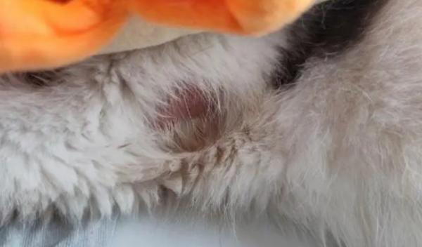 猫咪伤口露肉抹什么药-图1