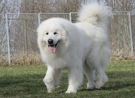 纯白长毛大型犬是什么品种的