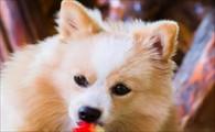 狗狗耳朵里有黑色的脏东西怎么回事-图1