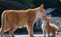 猫咪生完孩子奶特别硬-图1