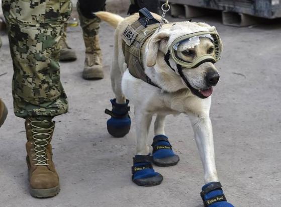 部队搜救犬都是什么狗啊-图1