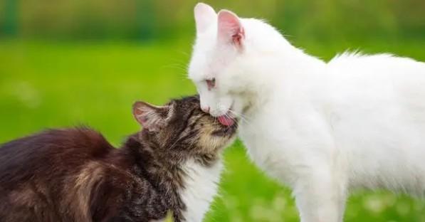 猫咪是不是每个月都要发一次情-图1