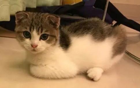 猫咪嗜睡正常吗-图1