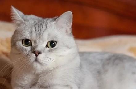 猫咪生化检查有必要吗-图1