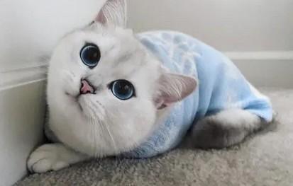 猫咪声音变沙哑了怎么回事-图1