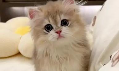 猫咪生小猫了要怎么照顾-图1