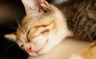 猫咪生化检查包括什么-图1