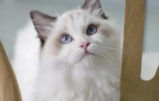 猫咪生完小猫后还流血-图1