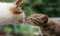 猫咪生一半睡觉了-图1