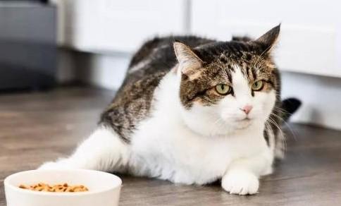 猫咪食欲不好但精神状态还可以-图1