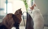猫咪生完宝宝第二天还流血-图1