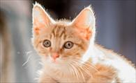 猫咪死了会有灵魂吗-图1