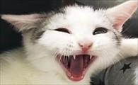 猫咪死了真的会转世回来吗-图1
