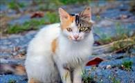 猫咪绦虫对人有害吗-图1