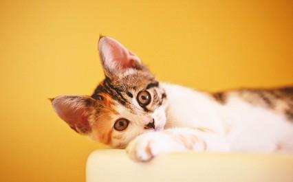猫咪食欲不振精神萎靡总是趴着-图1