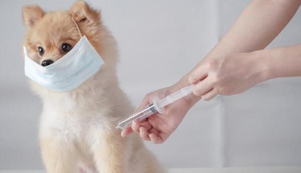 狗狗多大可以打疫苗