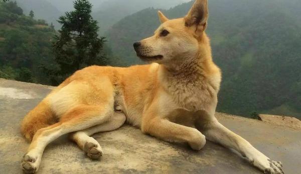 农村土狗怎么绝育视频-图1