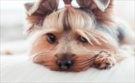 狗狗发出像猪一样哼哧哼哧-图1
