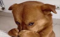 狗狗犯错挨打竟然牙-图1