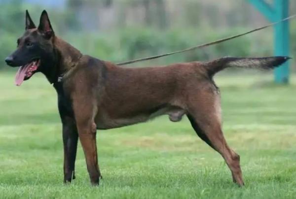 马犬吃什么食物长得快一点-图1